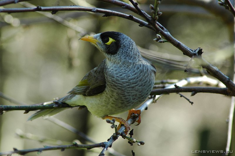 Noisy Miner 103 